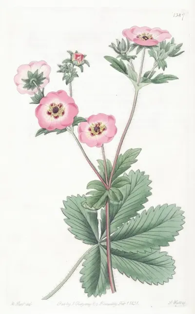 Hopwoods Hybrid Cinquefoil