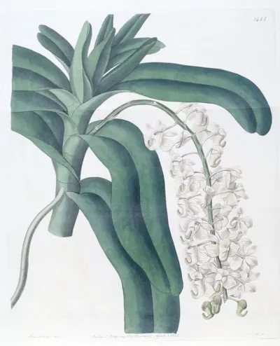 Horn Flowered Air Plant
