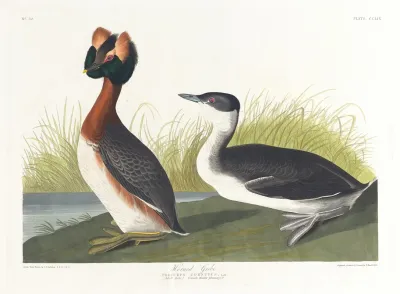 Horned Grebe