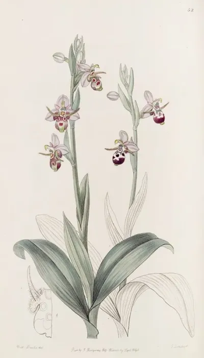 Horned Ophrys
