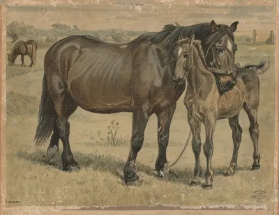 Horse 11