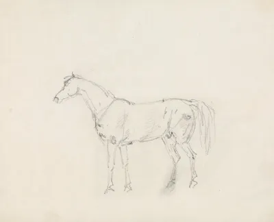 Horse 12
