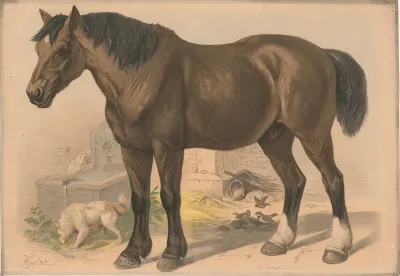 Horse 22