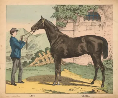 Horse 23