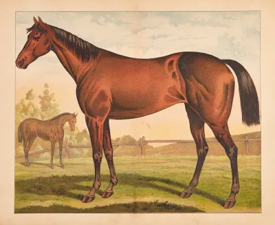 Horse 24