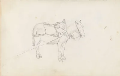 Horse 5