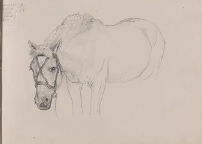 Horse 7