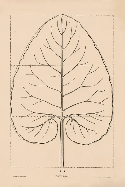 Horse Chestnut One Leaf