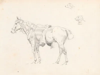 Horse Covered With Saddlecloth From The Side And Sketches Of Dogs Head