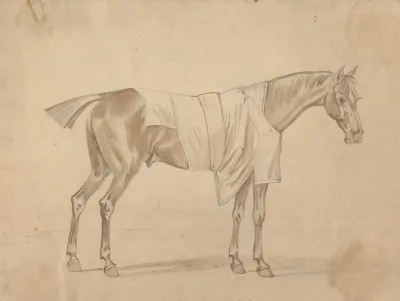 Horse Dressed In Blanket