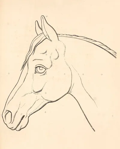Horse Head 4