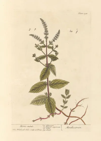Horse Mint