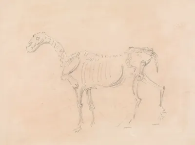 Horse Skeleton 2