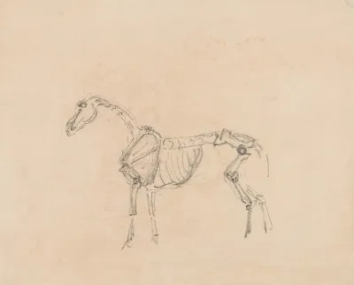 Horse Skeleton