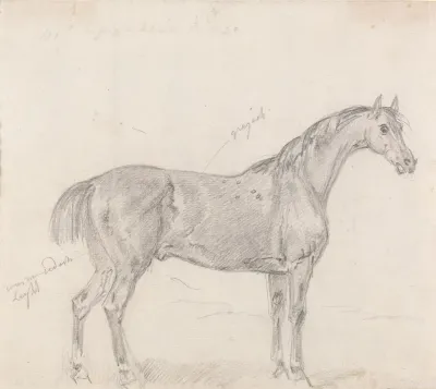 Horse Standing Side View Facing Right