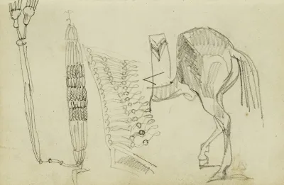 Horse Studies And Tassels