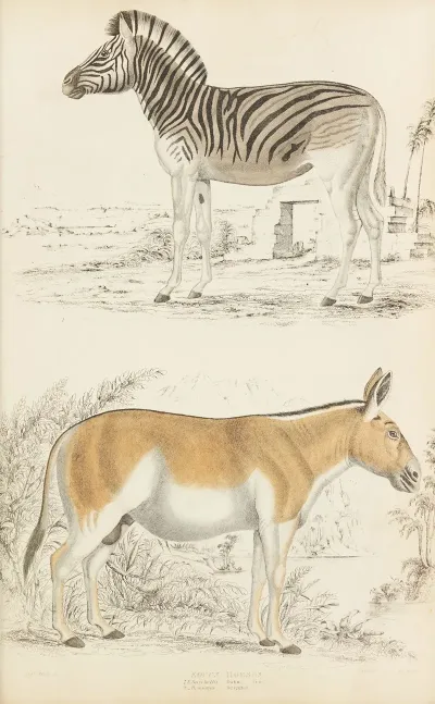Horses 11