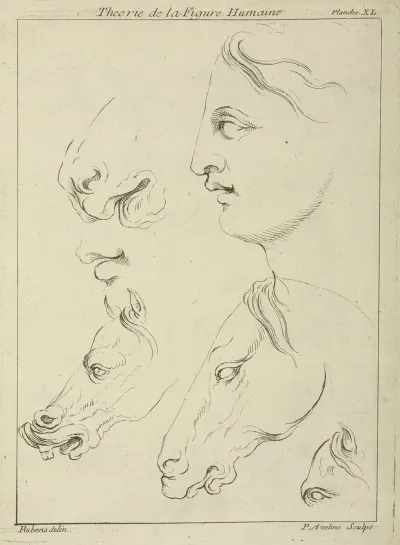Horses Heads And Human Head In Profile With Detail Of Horses Eye And Nose