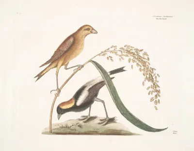 Hortulanus Caroliniensis The Rice Bird Oriza Rice