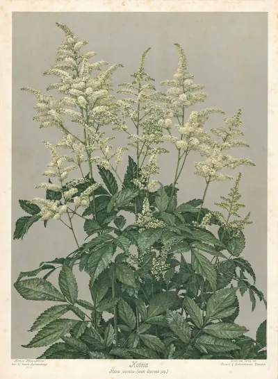 Hoteia Hoteia Japonica Auch Spiraea Jap