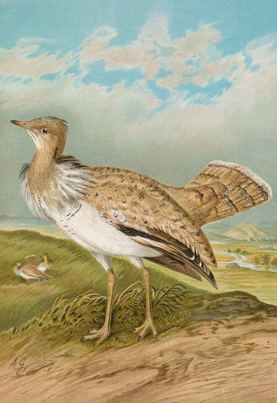 Houbara Macqueeni Gray