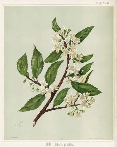 Houi Hoheria Populnea Plate 12