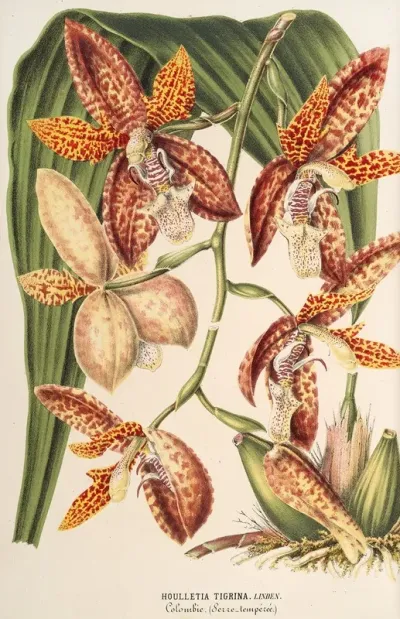 Houlletia Trigrina