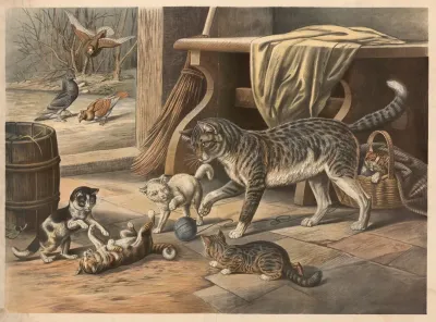 House Cat