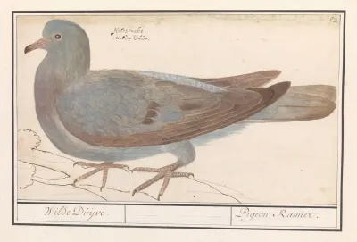 Houtduif Columba Palumbus