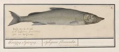 Houting Coregonus Oxyrinchus Houtijng Spiering Sphijrena Fluviatalis