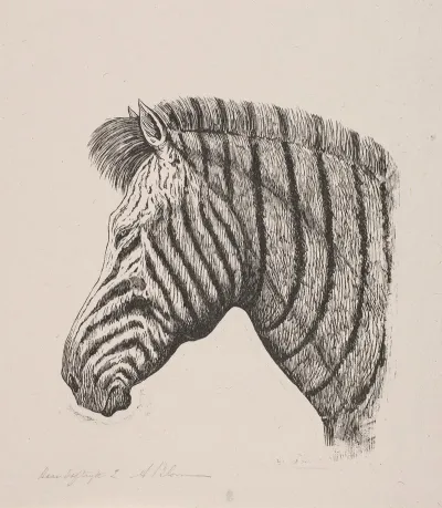 Hoved Af En Zebra 2