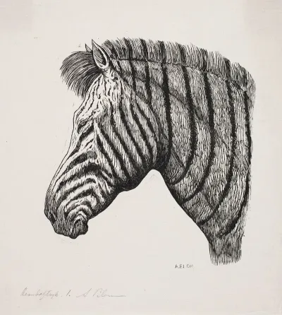 Hoved Af En Zebra