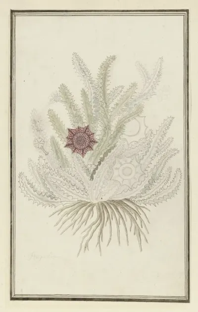 Huernia Guttata Masson Haw Stapelia Guttata
