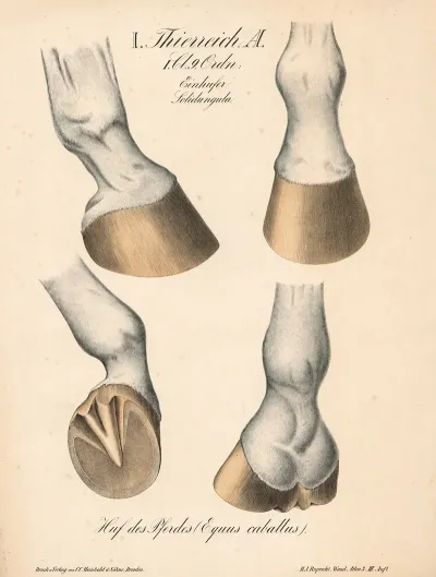 Huf Des Pferdes Equus Caballus