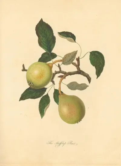 Huffcap Pear