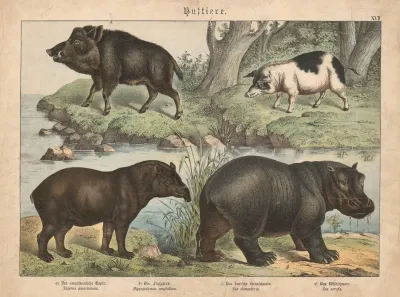 Huftiere A Der Amerikanische Tapir B Das Flusspferd C Das Dentsche Hausschwein D Das Wildschwein