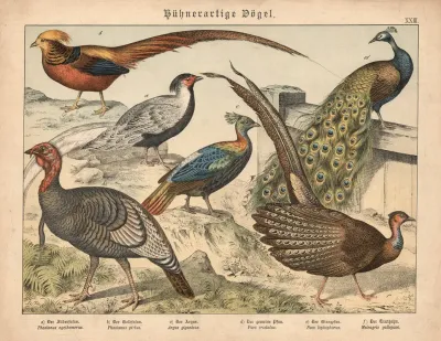 Huhnerartige Vogel A Der Silberfasan B Der Goldfasan C Der Argus D Der Gemeine Pfau E Der Glanzpfau F Der Truthahn