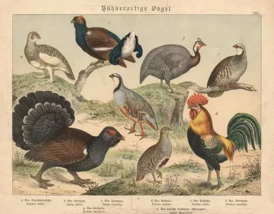 Huhnerartige Vogel