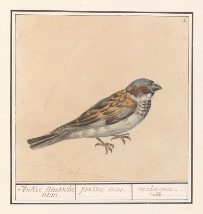 Huismus Passer Domesticus