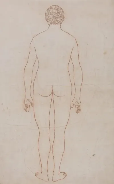 Human Body Posterior View