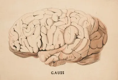 Human Brain