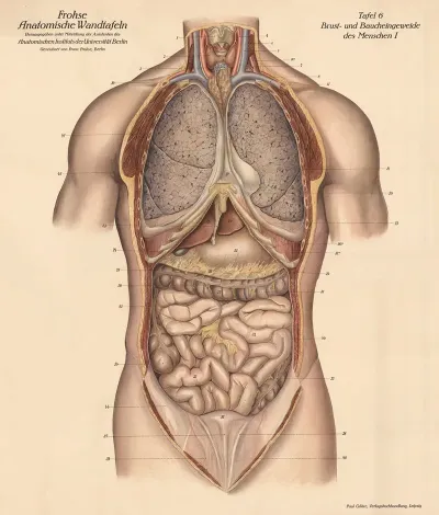 Human Chest And Abdominal Organs I