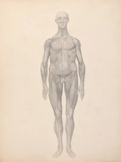 Human Figure Anterior View Skin And Underlying Fascial Layers Removed