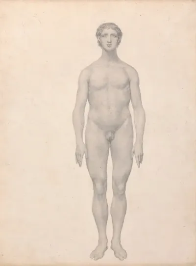 Human Figure Anterior View Undissected