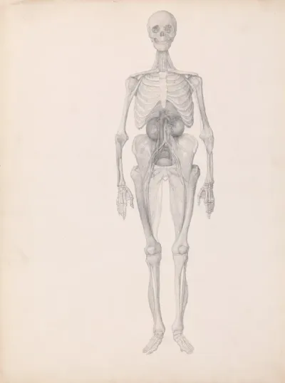 Human Figure Anterior View