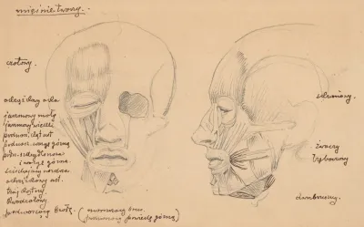 Human Head Muscles