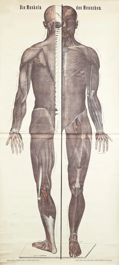 Human Muscles