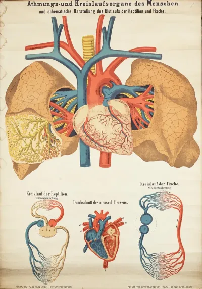 Human Respiratory And Circulatory Organs And Schematic Representation Of The Blood Flow In Reptiles And Fish