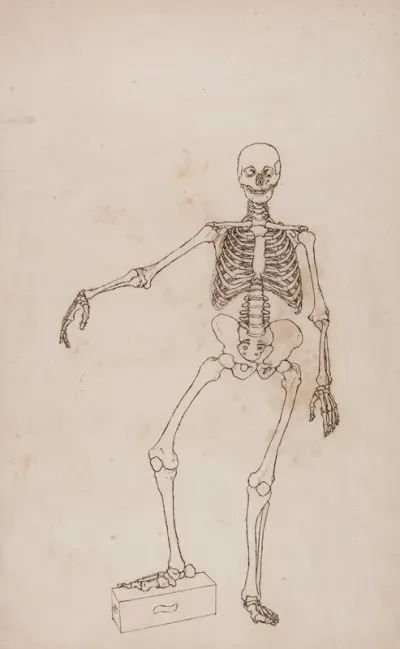 Human Skeleton Anterior View