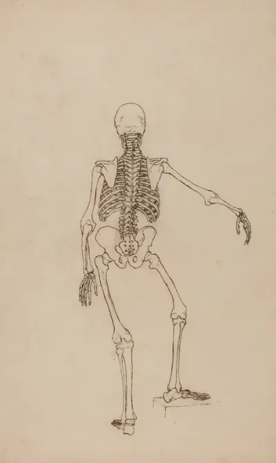 Human Skeleton Posterior View